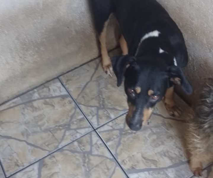 4 Cães (Adoção Urgente)