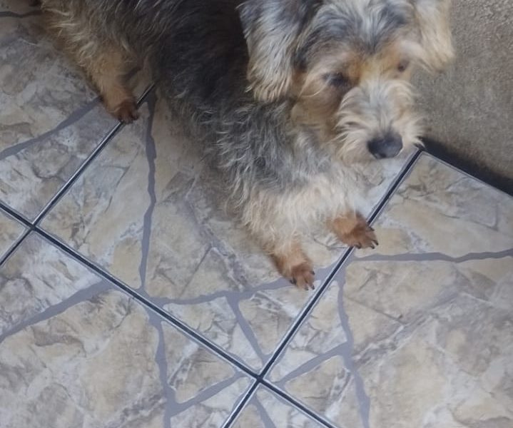 4 Cães (Adoção Urgente)