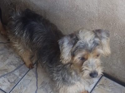 4 Cães (Adoção Urgente)