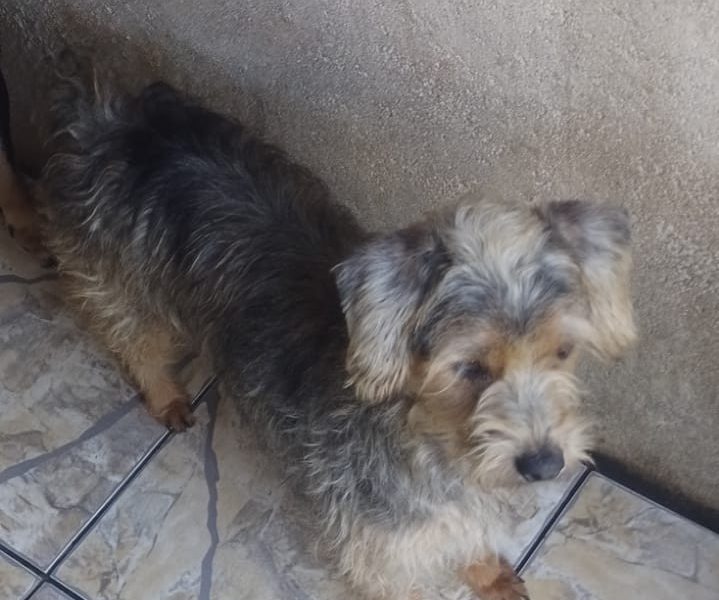 4 Cães (Adoção Urgente)