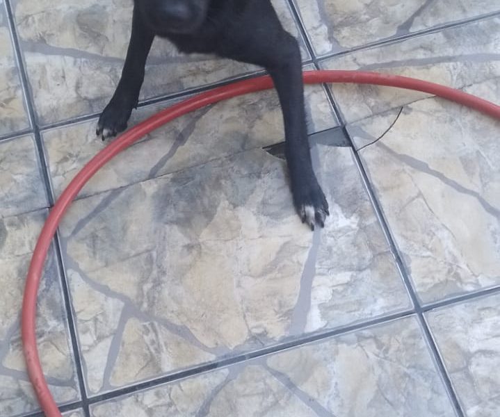 4 Cães (Adoção Urgente)