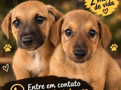 Filhotes (Adoção Urgente)