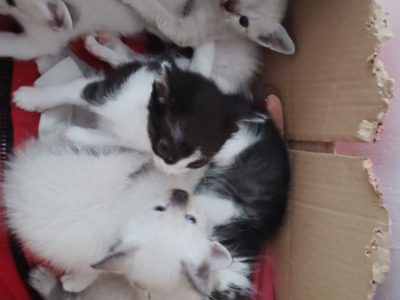 6 Filhotes (Adoção Urgente)