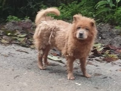 Chow Chow (Adoção Urgente)