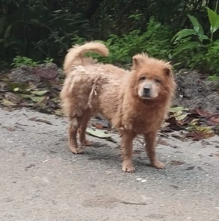 Chow Chow (Adoção Urgente)