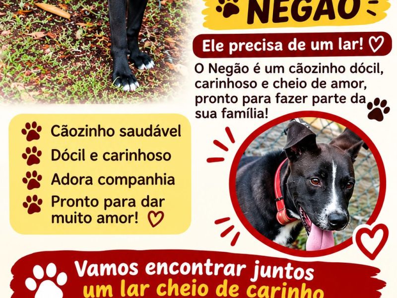 Negão (Adoção Urgente)