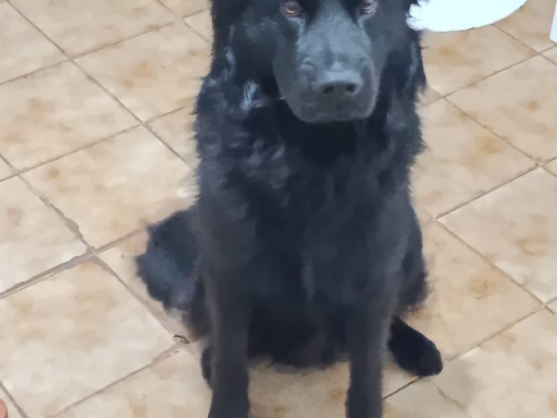 Koda (Adoção Urgente)