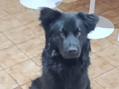 Koda (Adoção Urgente)