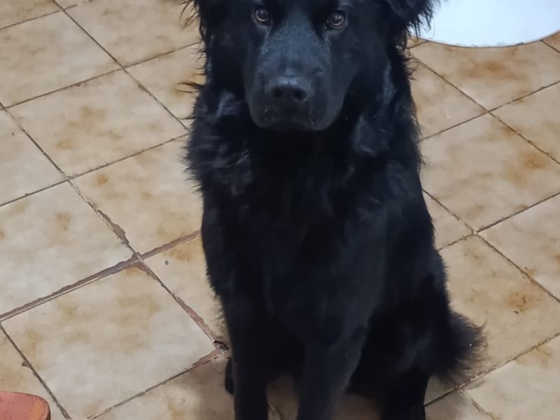 Koda (Adoção Urgente)