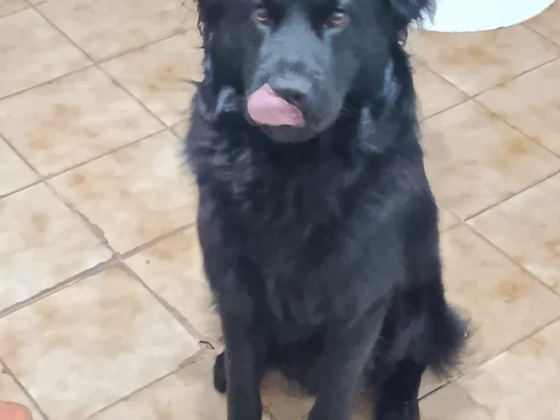 Koda (Adoção Urgente)
