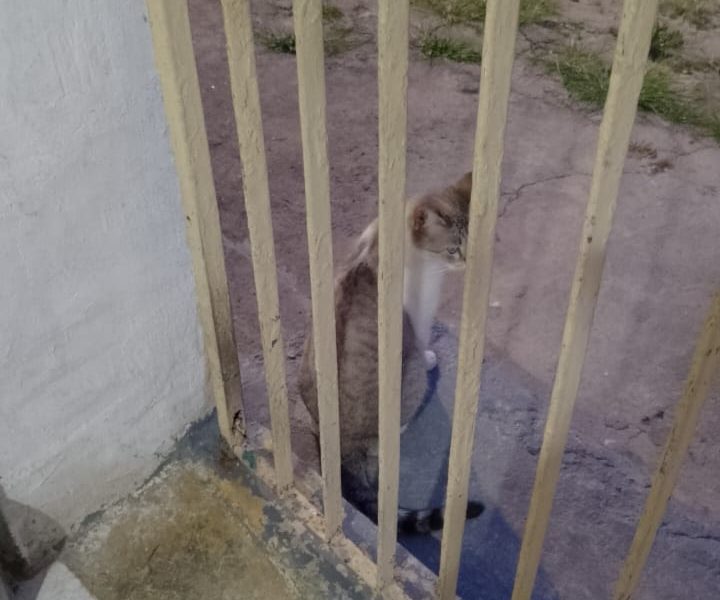 4 Gatos (Adoção Urgente)