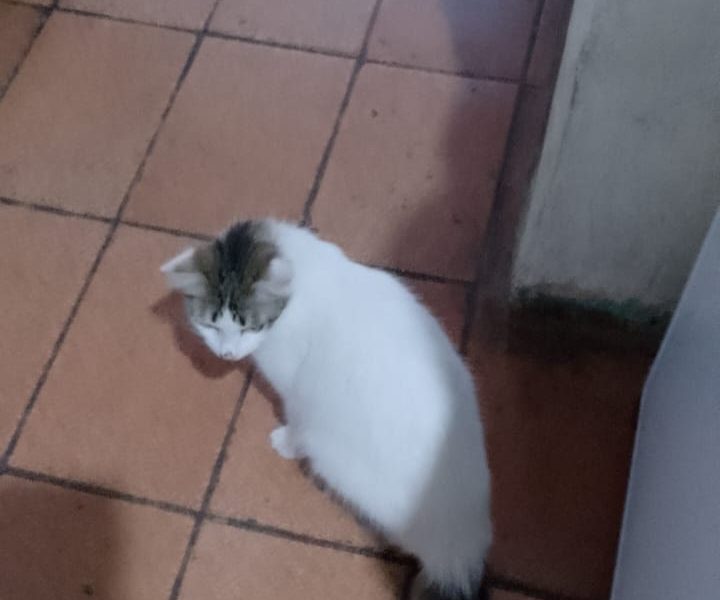 4 Gatos (Adoção Urgente)