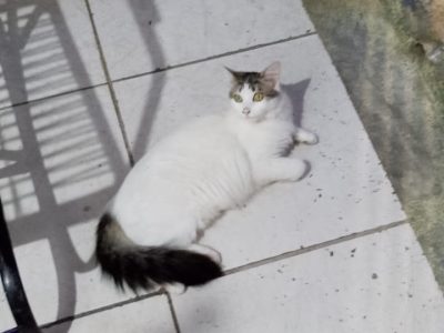 4 Gatos (Adoção Urgente)