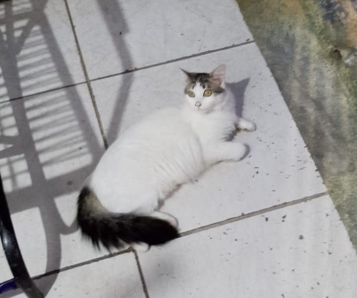 4 Gatos (Adoção Urgente)