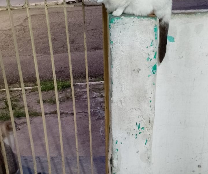 4 Gatos (Adoção Urgente)