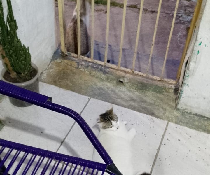 4 Gatos (Adoção Urgente)