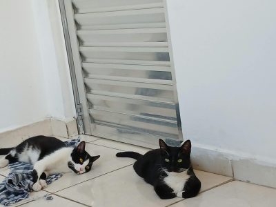 2 Gatos (Adoção Urgente)