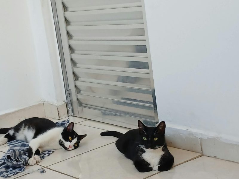 2 Gatos (Adoção Urgente)