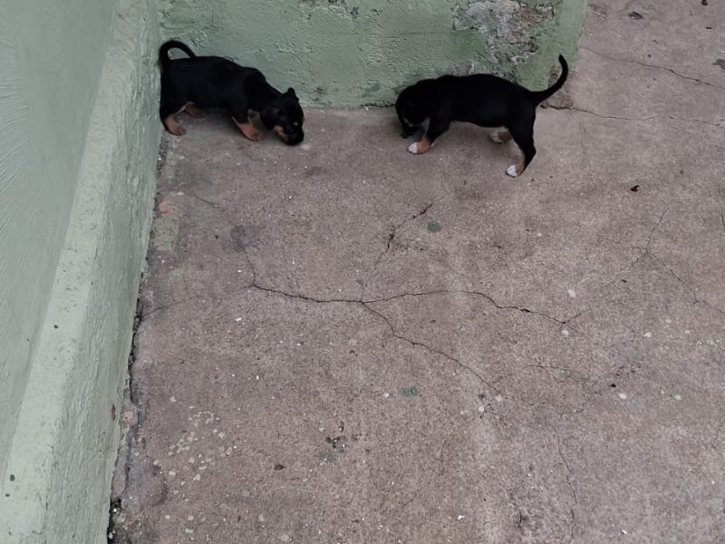 3 Filhotes (Adoção Urgente)