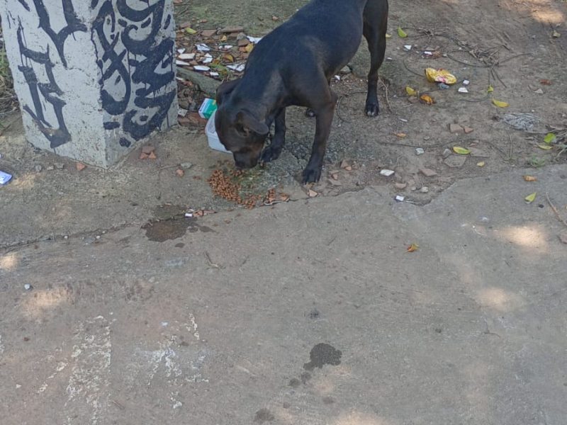 Fêmea (Adoção Urgente)