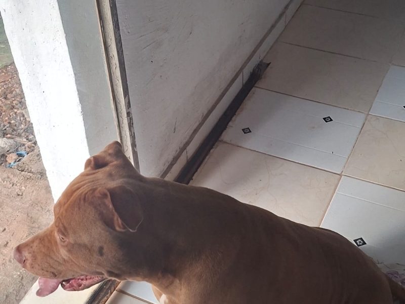 Pitbull (Adoção Urgente)