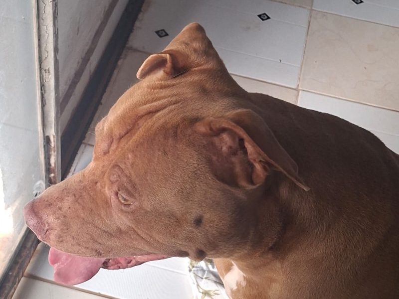 Pitbull (Adoção Urgente)