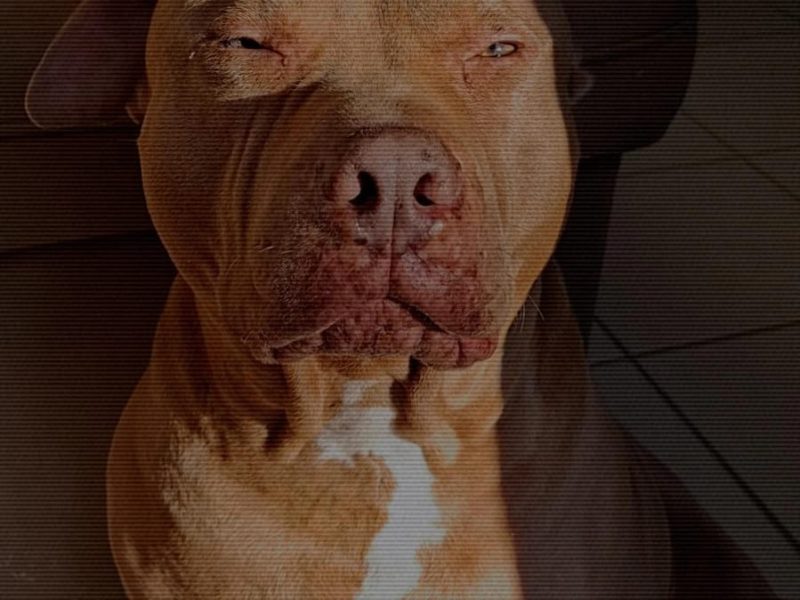 Pitbull (Adoção Urgente)