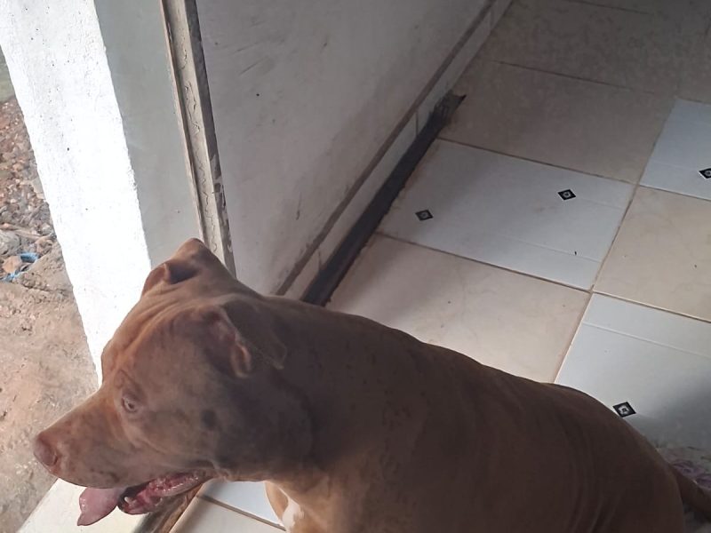 Pitbull (Adoção Urgente)