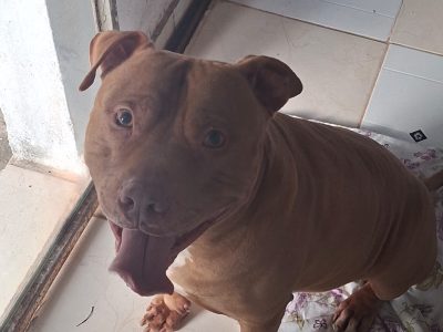 Pitbull (Adoção Urgente)