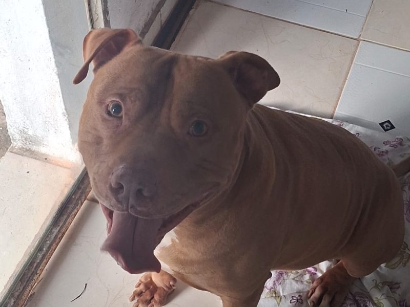 Pitbull (Adoção Urgente)