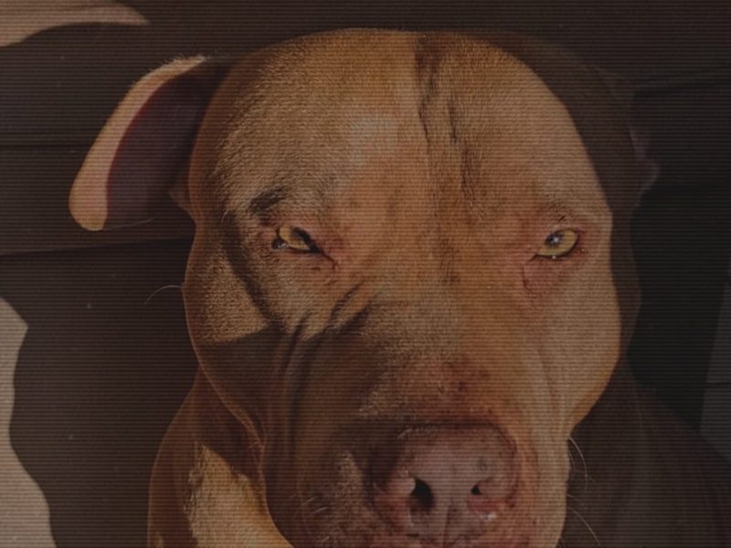 Pitbull (Adoção Urgente)