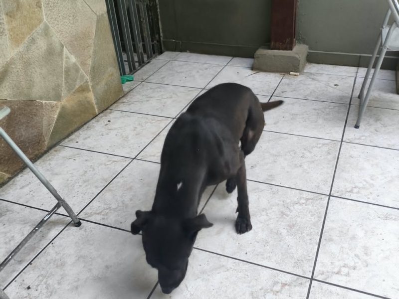 Breu (Adoção Urgente)