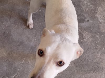 Thor (Adoção Urgente)