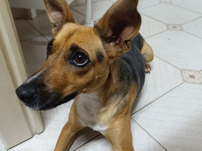 Kyara (Adoção Urgente)
