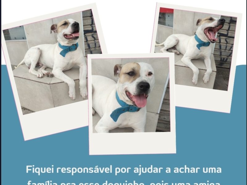 Nolan (Adoção Urgente)
