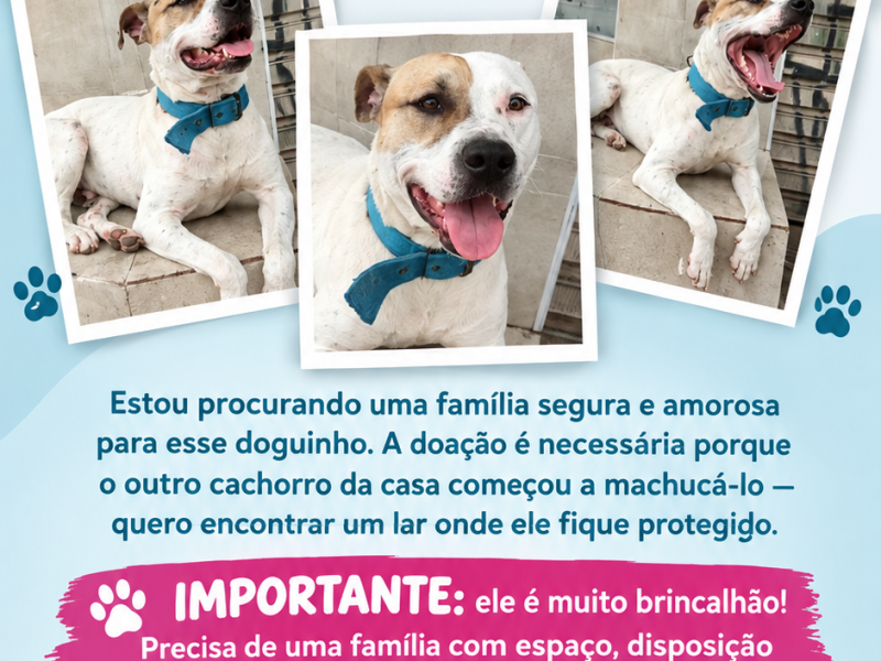 Nolan (Adoção Urgente)