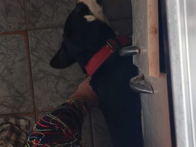 Caramelo/Melo (Adoção Urgente)