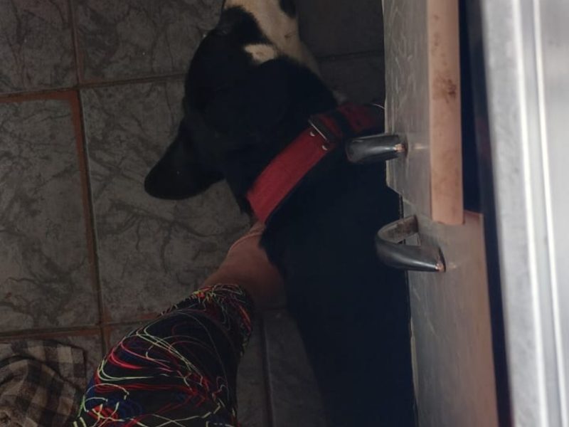 Caramelo/Melo (Adoção Urgente)