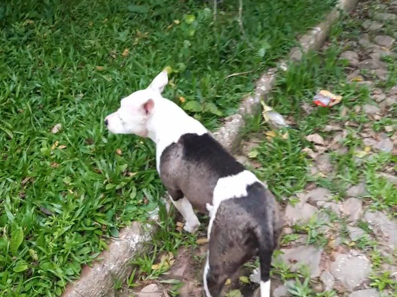 Neném 🌸 (Adoção Urgente)