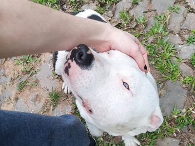 Neném 🌸 (Adoção Urgente)