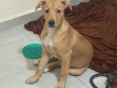 Steve (Adoção Urgente)
