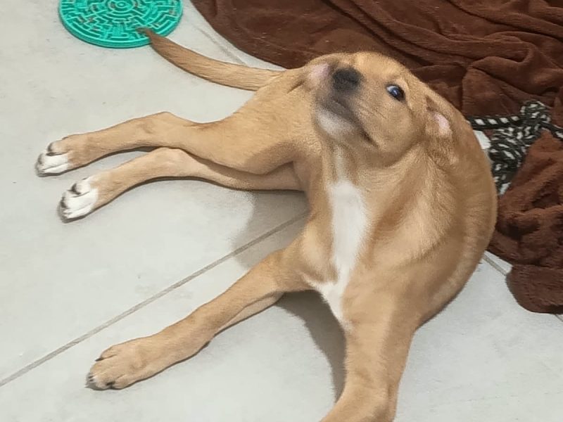 Steve (Adoção Urgente)