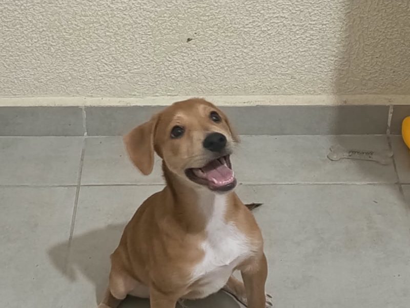 Lucas (Adoção Urgente)