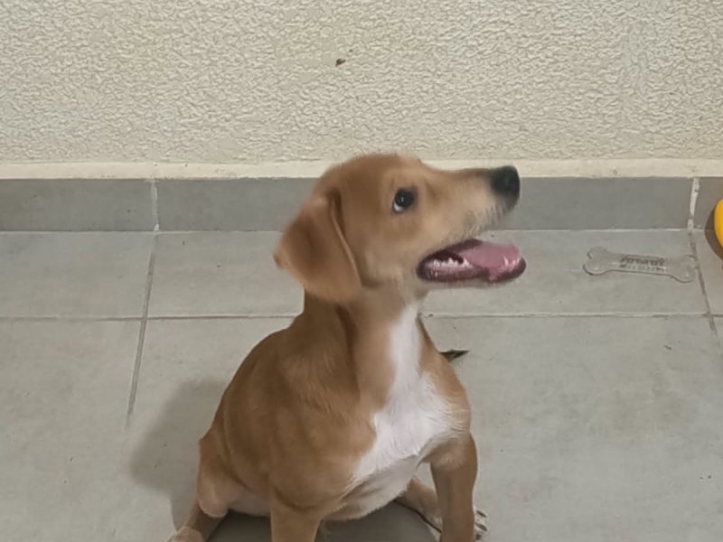 Lucas (Adoção Urgente)