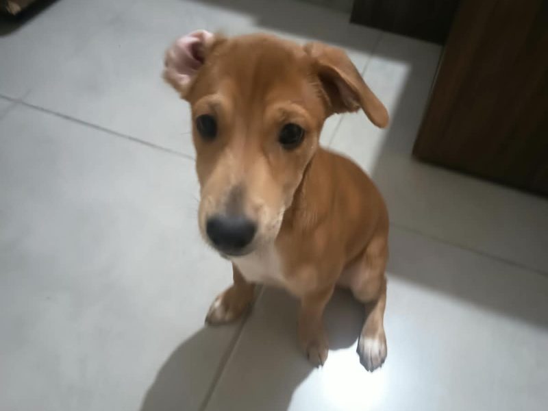 Lucas (Adoção Urgente)