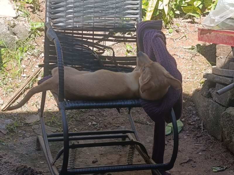 Max (Adoção Urgente)