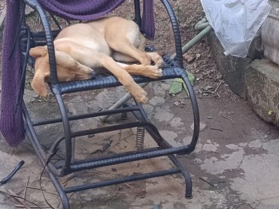 Max (Adoção Urgente)