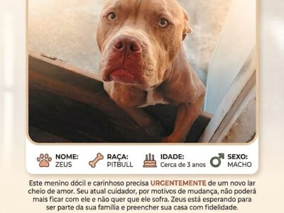 Zeus (Adoção Urgente)