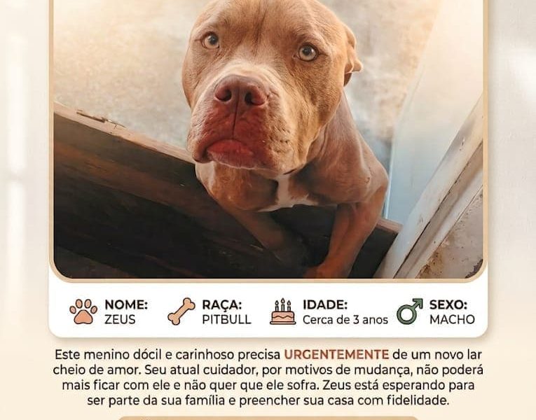 Zeus (Adoção Urgente)