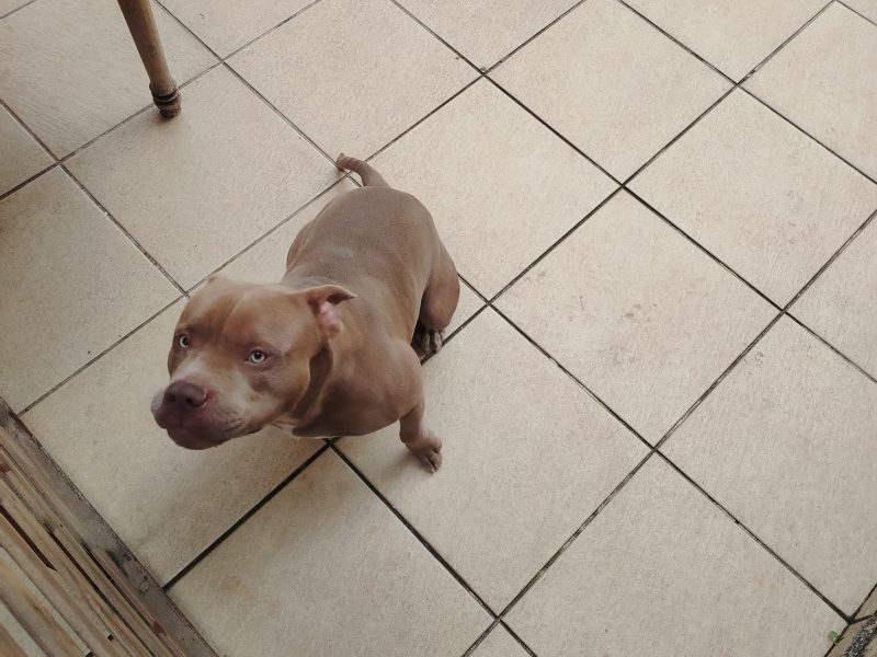 Zeus (Adoção Urgente)